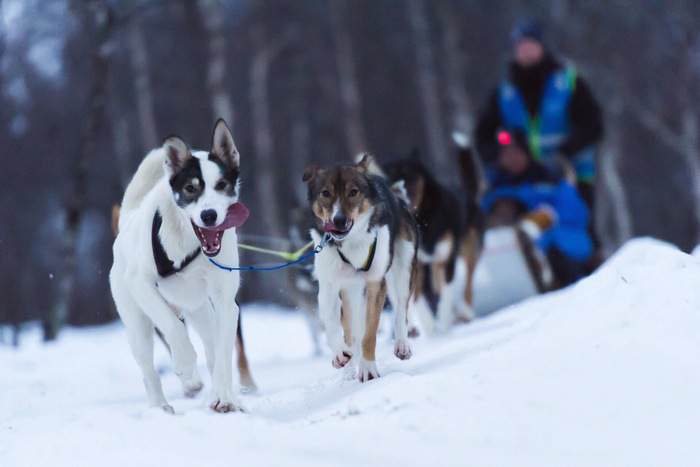 Hurtigruten COASTAL EXPRESS Dog Sledding Kirkenes Norge ©Orjan Bertelsen.jpg